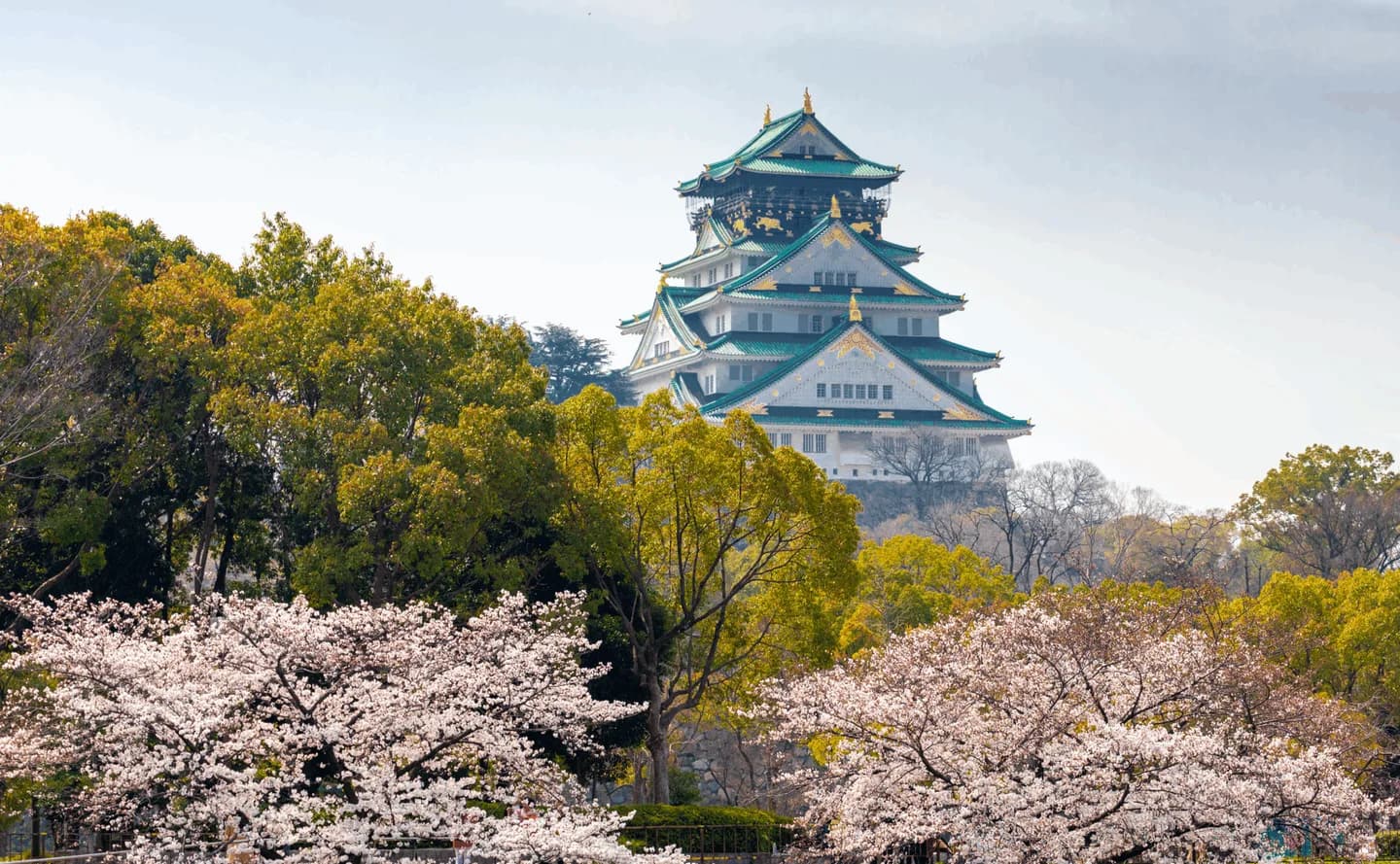 School website photograph · Ace Academy Japanese Language School