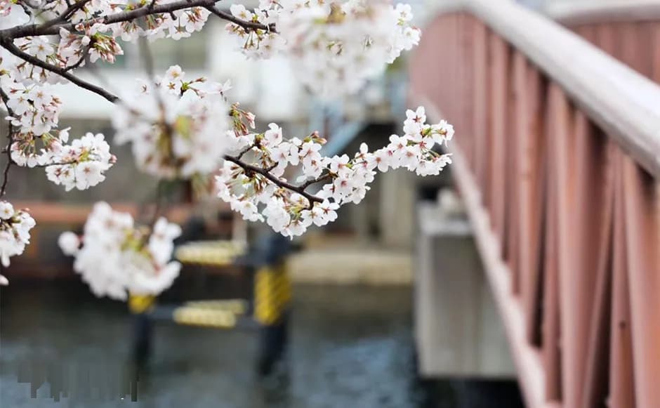 School website photograph · 東京芝浦外語学院