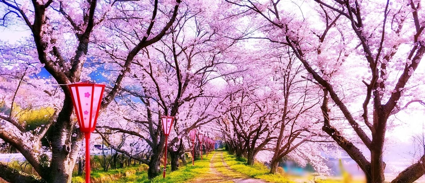 School website photograph · RICHINOMORI JAPANESE LANGUAGE SSCHOOL CHIBA